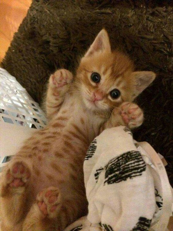 Cute Cat